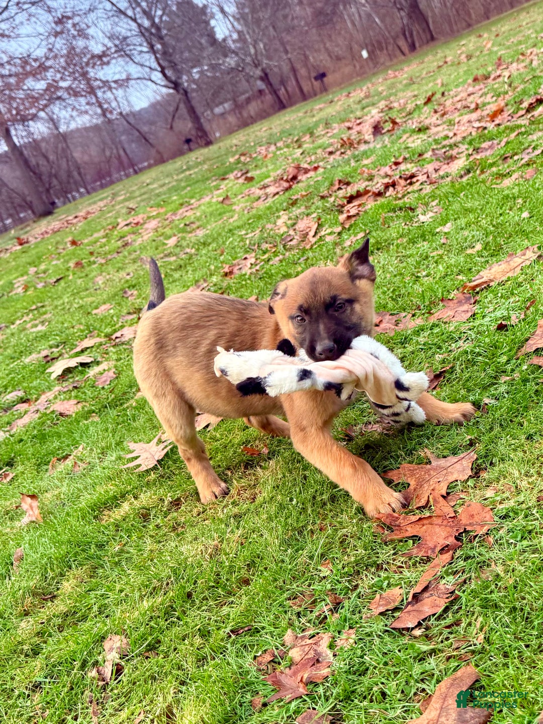 Mixed Breed dogs for sale: Red Collar- Female Fawn - Ad 3