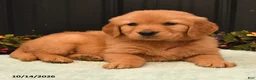 Golden Retriever dogs for sale: Brook - Ad 3