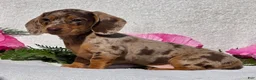 Miniature Dachshund dogs for sale: Cherish - Ad 2
