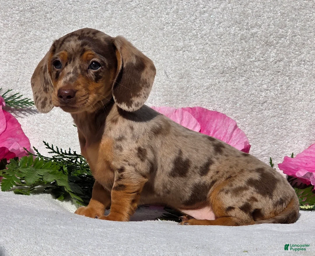 Miniature Dachshund dogs for sale: Cherish - Ad 2