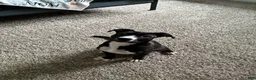 American Staffordshire Terrier dogs for sale: American Staffordshire Terrier Puppy 1 - Ad 4