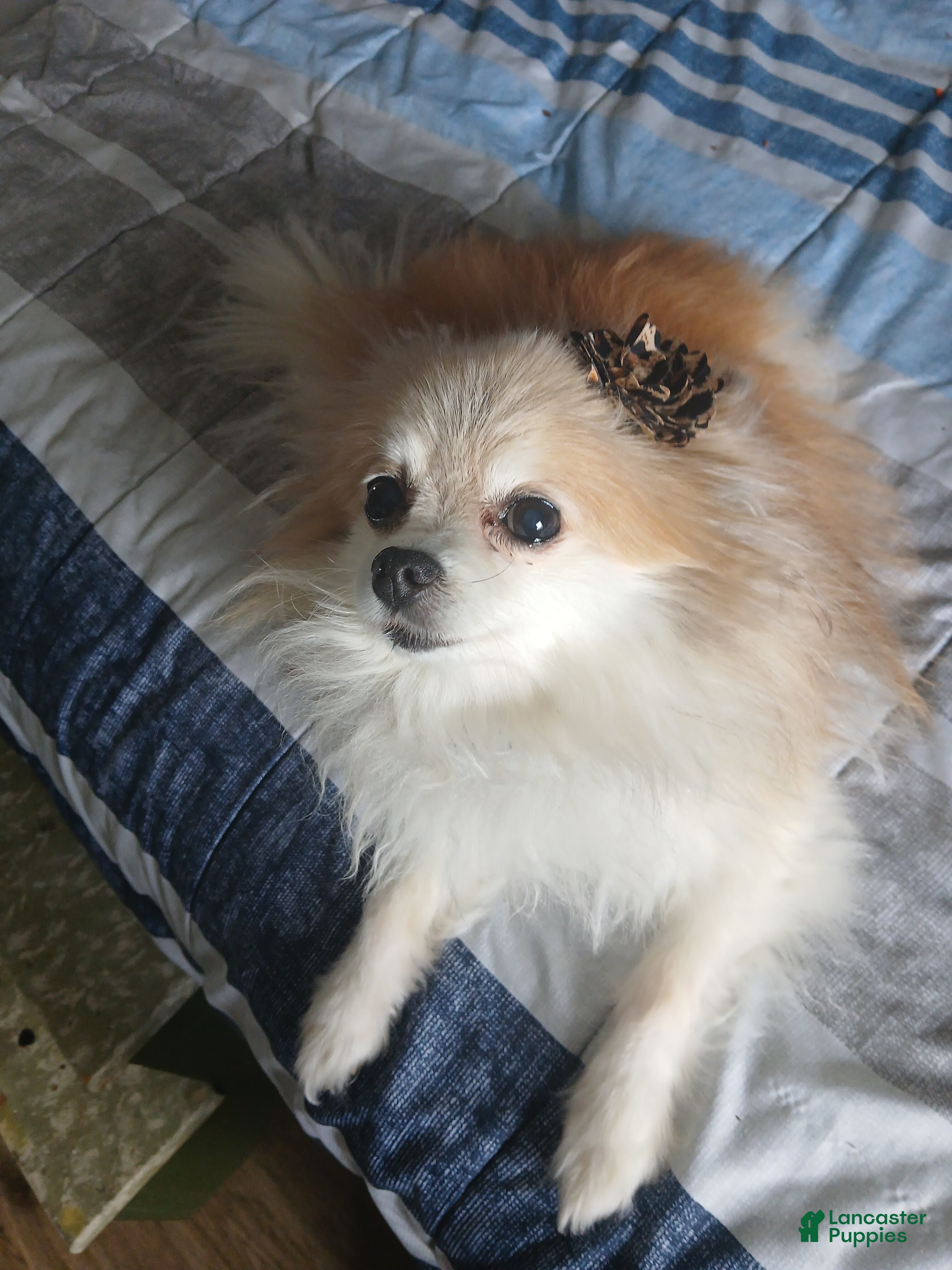 Pomeranian dogs FEMALE Teacup POMERANIAN 12 YRS - Ad 2