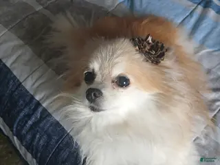 Pomeranian dogs FEMALE Teacup POMERANIAN 12 YRS - Ad 2