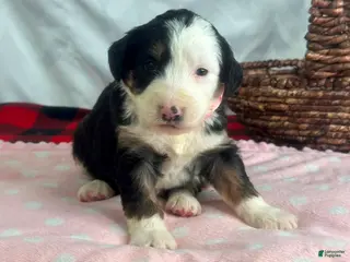 Bernedoodle dogs Izzabella - Ad 6