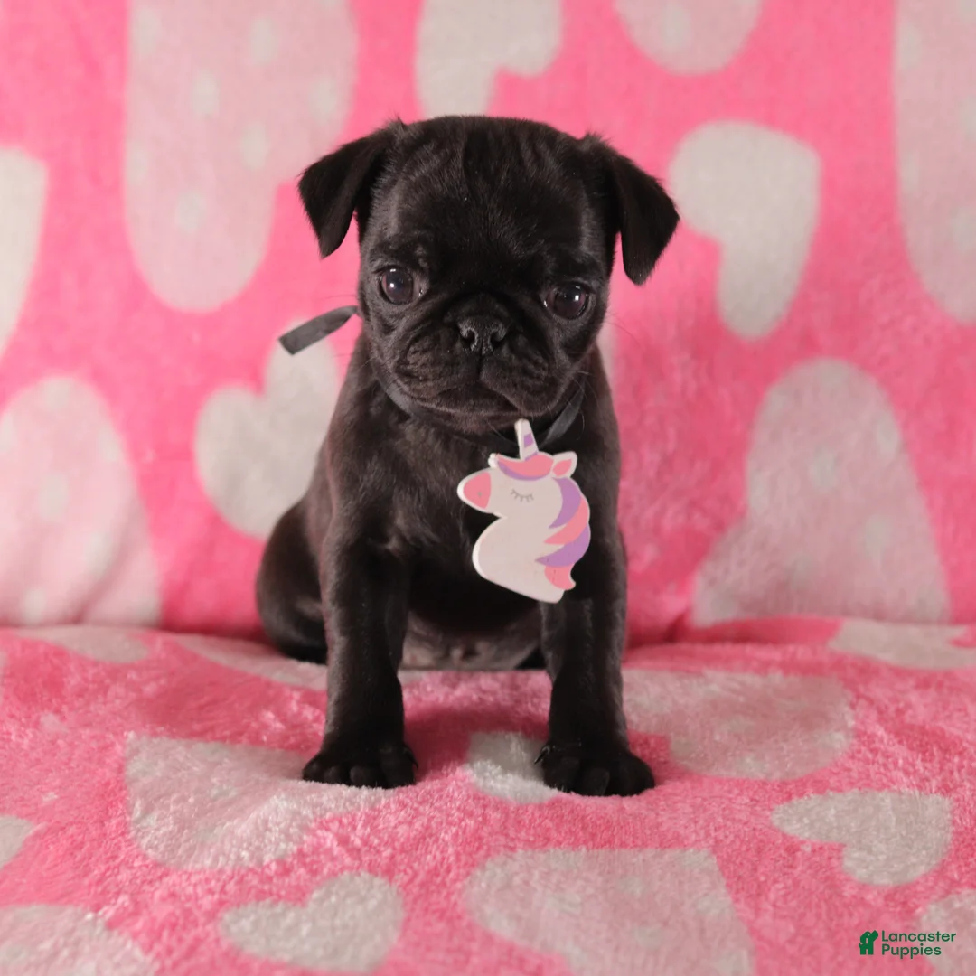 Pug dogs for sale: Lily - Ad 2