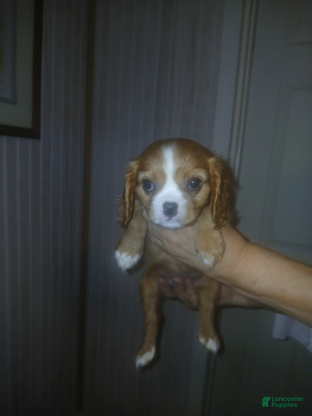 Cavalier King Charles Spaniel dogs for sale: Cavalier King Charles Spaniel Puppy 1 - Ad 2