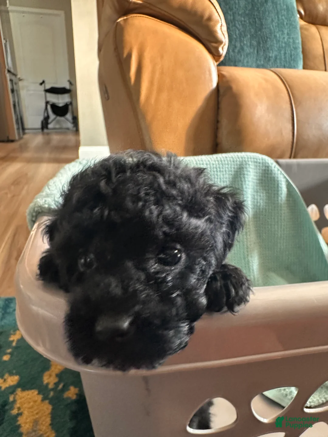 Toy Poodle dogs for sale: Toy Poodle 3 - Ad 2