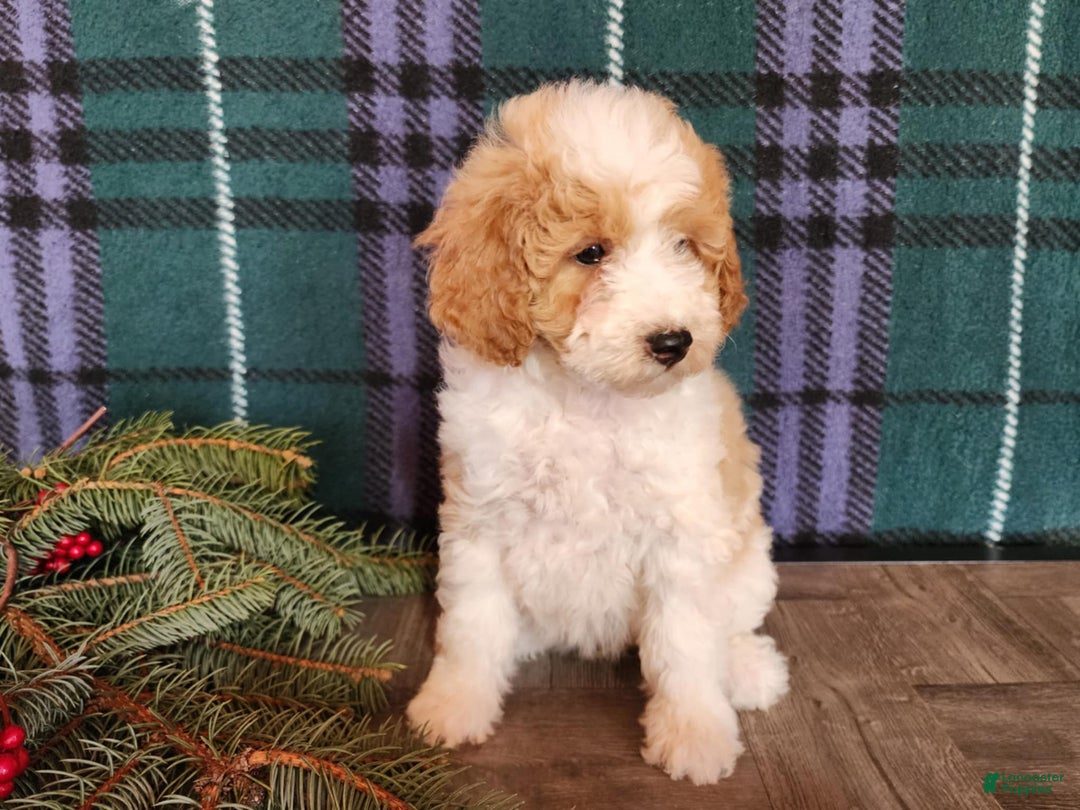 Mini Goldendoodle dogs for sale: Oma - Ad 1