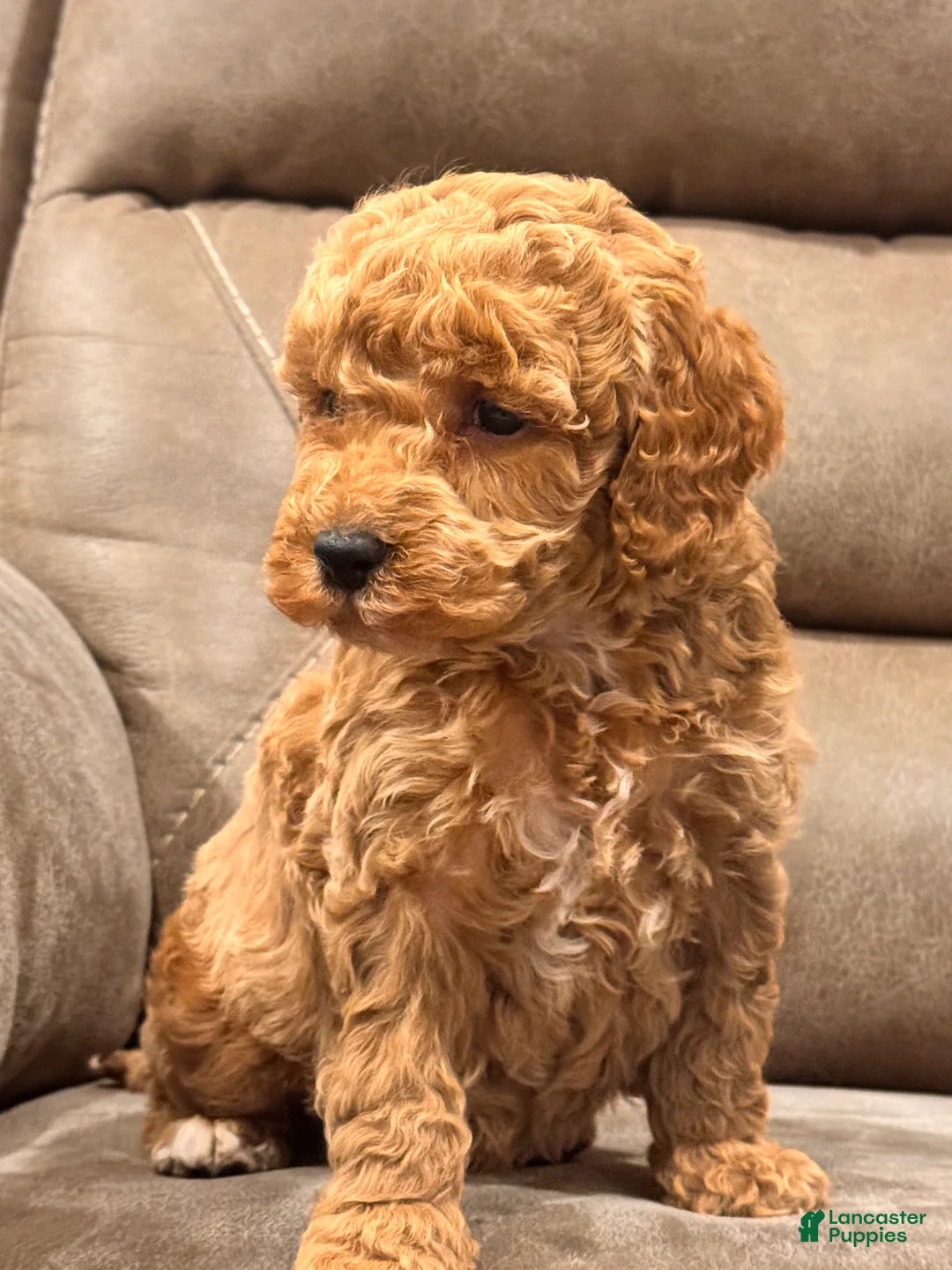 Cockapoo dogs for sale: Cockapoo Puppy 1 - Ad 1
