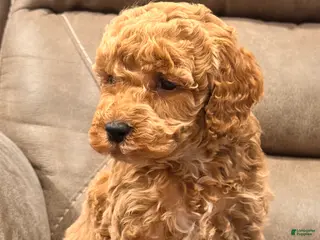 Cockapoo dogs Cockapoo Puppy 1 - Ad 40