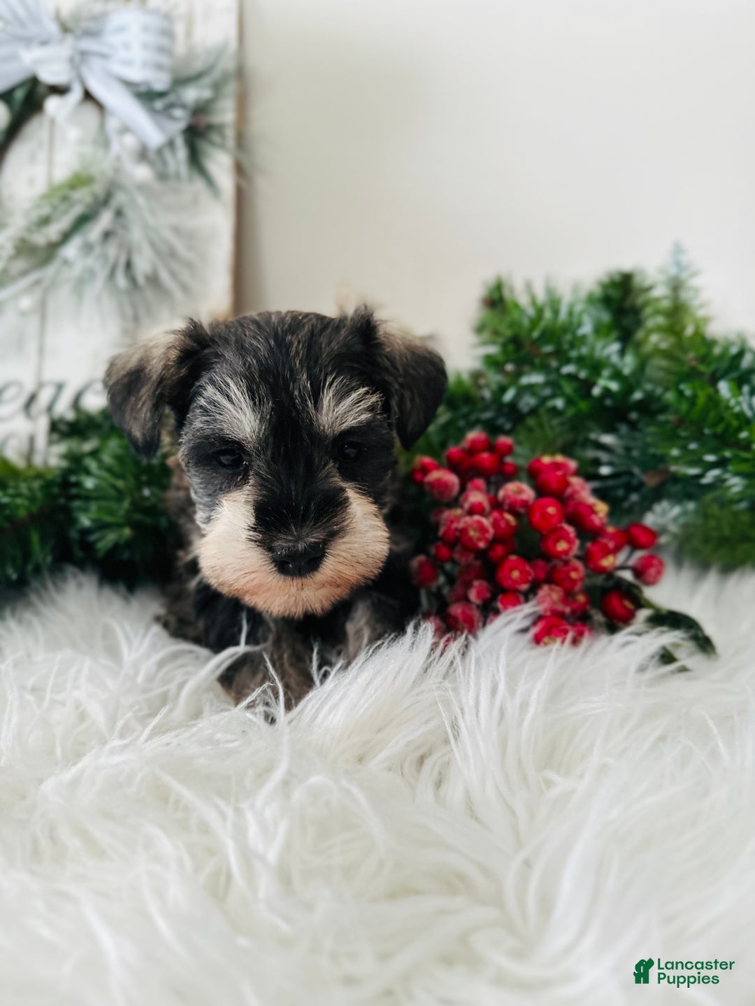 Miniature Schnauzer dogs for sale: Bandit - Ad 11