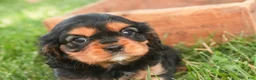 Cavalier King Charles Spaniel dogs for sale: Leroy Cavalier King Charles Spaniel  - Ad 6