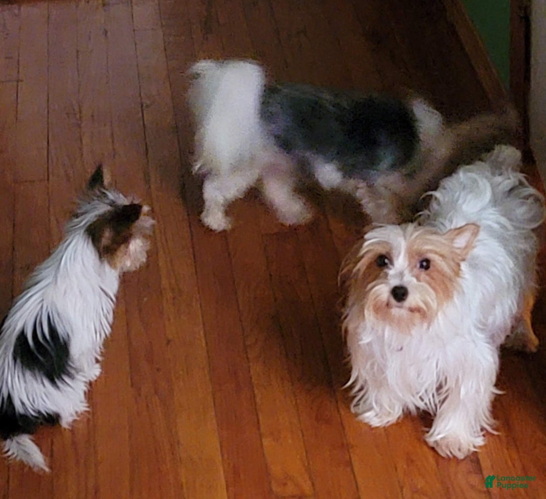 Yorkshire Terrier dogs for sale: Yorkshire Terrier Puppy 1 - Ad 5