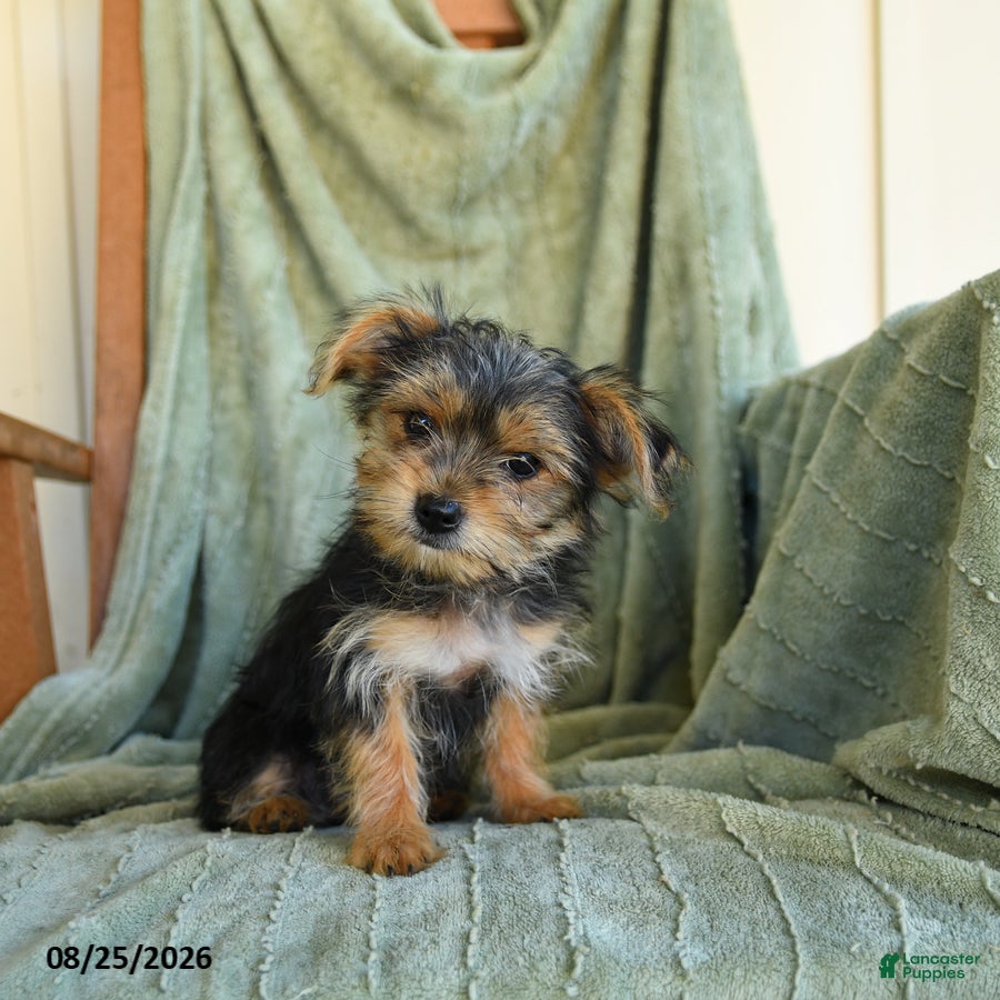 Morkie dogs Nelson - Ad 1