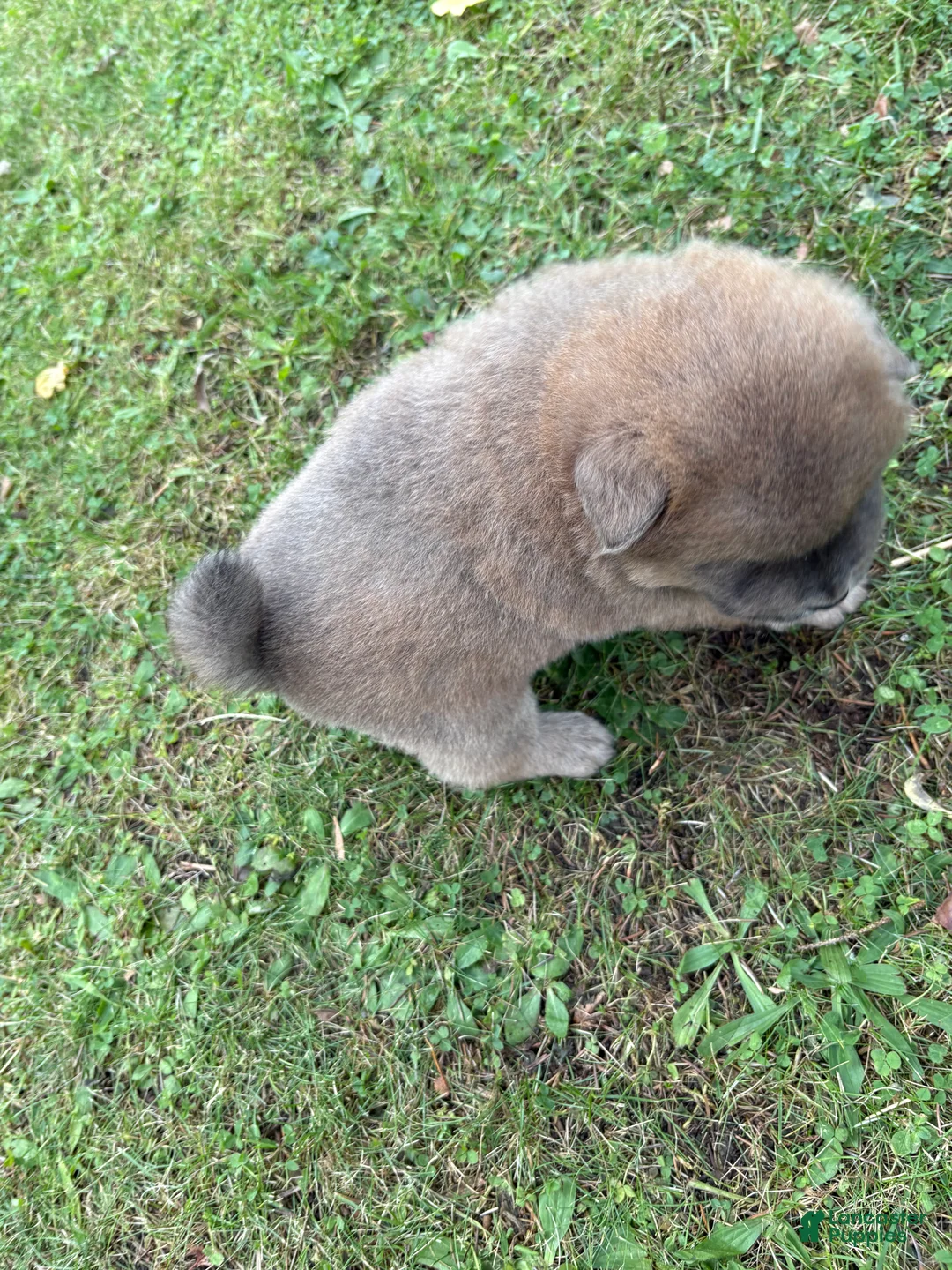 Mixed Breed dogs for sale: Emma - Ad 2