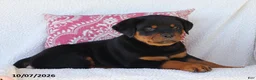 Rottweiler dogs for sale: Jojo - Ad 4