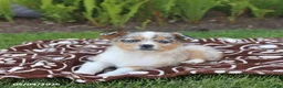 Miniature Australian Shepherd dogs for sale: Scout - Ad 1