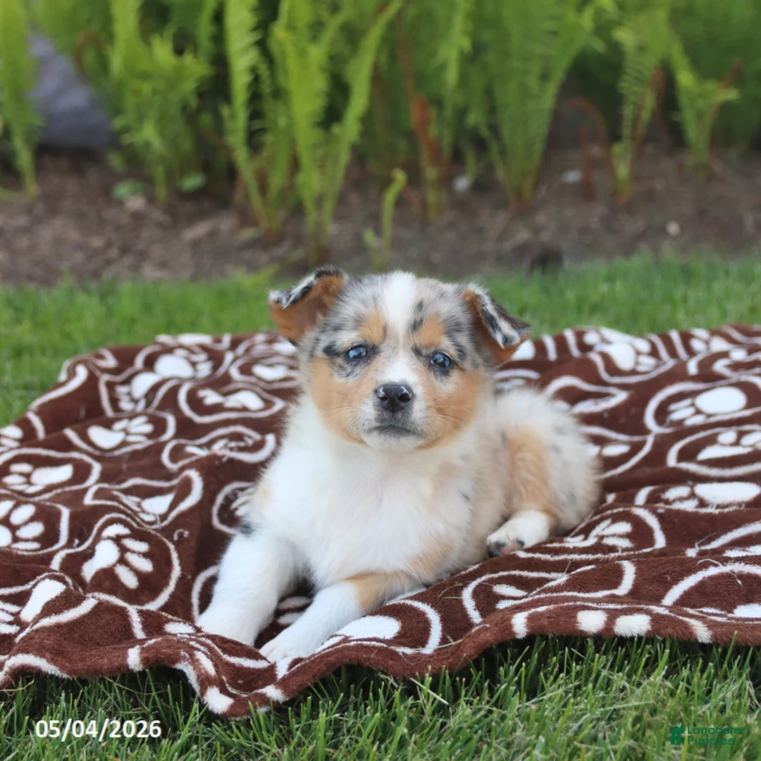 Miniature Australian Shepherd dogs for sale: Scout - Ad 1