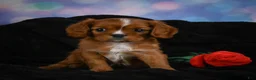 Cavalier King Charles Spaniel dogs for sale: Cabby - Ad 4