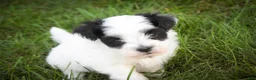 Havanese dogs for sale: Libby Havanese  - Ad 17