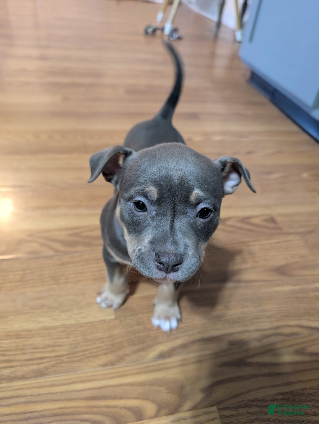 American Bully dogs for sale: Millie  - Ad 4