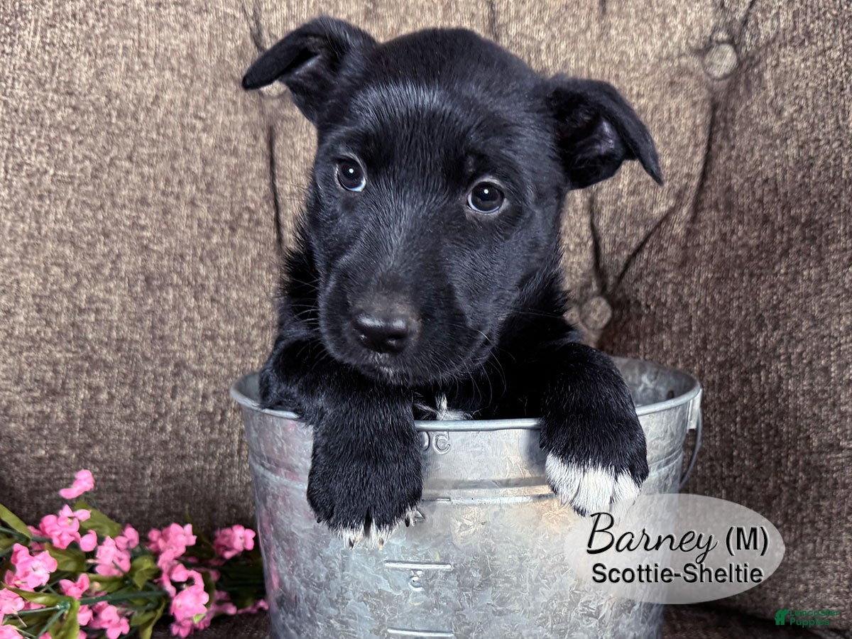 Mixed Breed dogs Barney - Ad 1