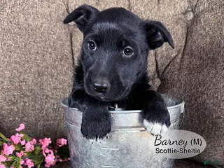 Mixed Breed dogs for sale: Barney - Ad 2