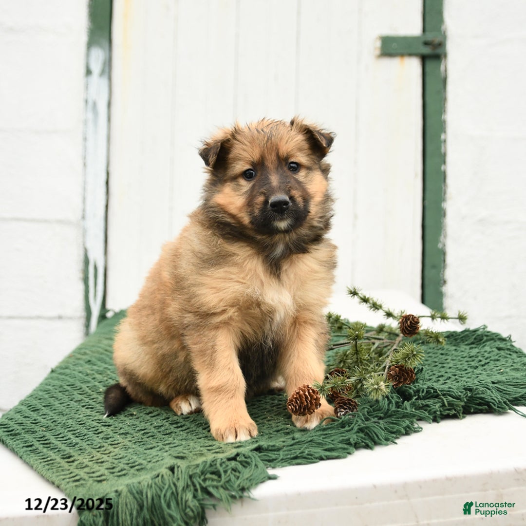 Mixed Breed dogs for sale: Blossom - Ad 3