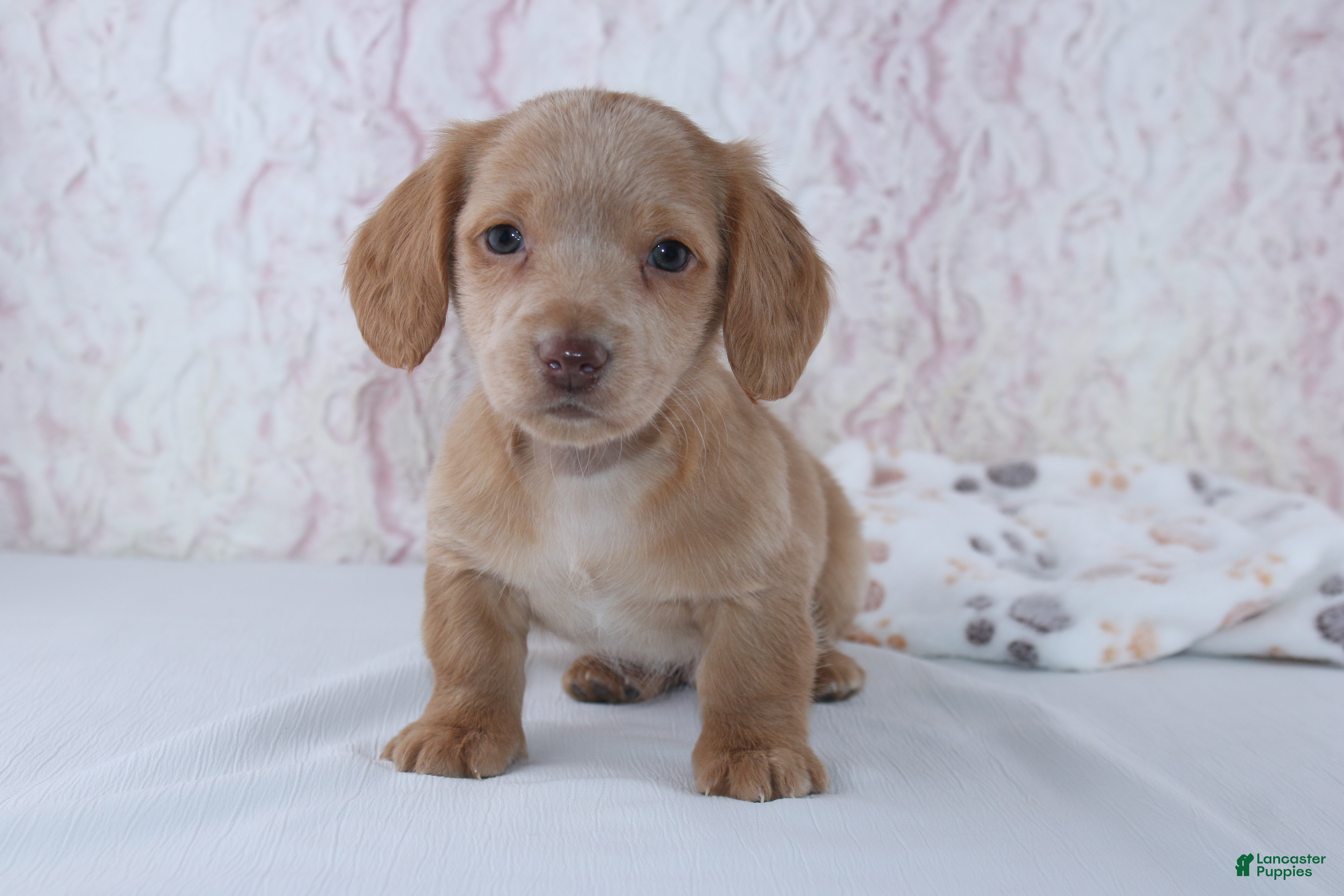 Miniature Dachshund dogs Berry - Ad 7