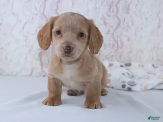 Miniature Dachshund dogs Berry - Ad 7