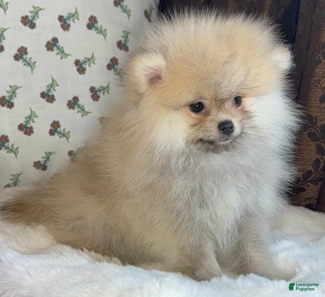 Pomeranian dogs for sale: Pomeranian Puppy Lucy - Ad 5