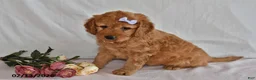 Mini Goldendoodle dogs for sale: Letty - Ad 4