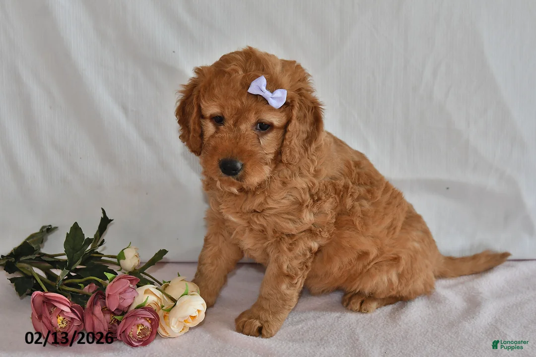 Mini Goldendoodle dogs for sale: Letty - Ad 4