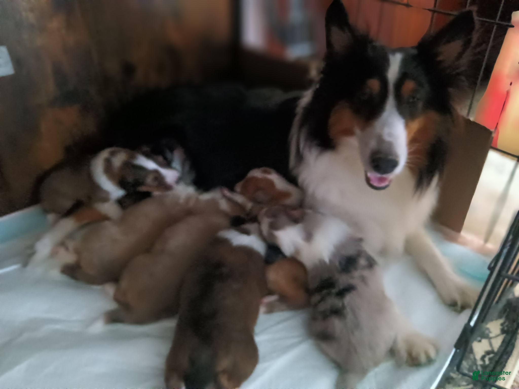 Shetland Sheepdog dogs Shetland Sheepdog 4 - Ad 2