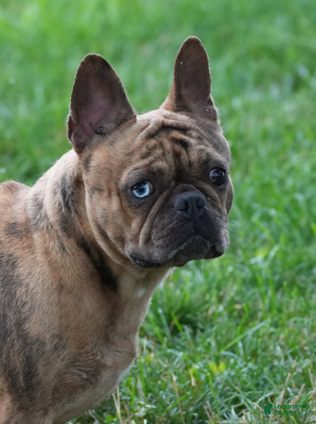 French Bulldog dogs for sale: Jackie - Ad 9