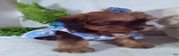 Shorkie dogs for sale: Ginger - Ad 3