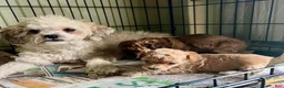 Shihpoo dogs for sale: Shihpoo MICKEY-BOY - Ad 8