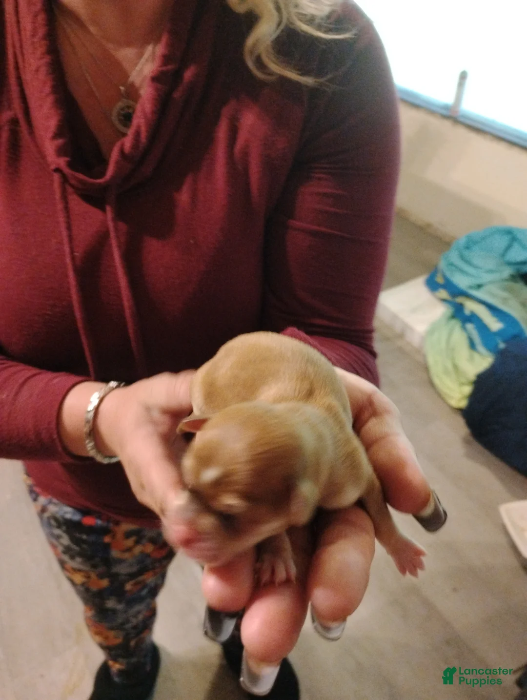 Chihuahua dogs for sale: Chihuahua Puppy 1 - Ad 2