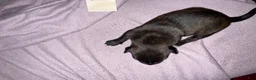 Dutch Shepherd dogs for sale: Harley - Ad 6