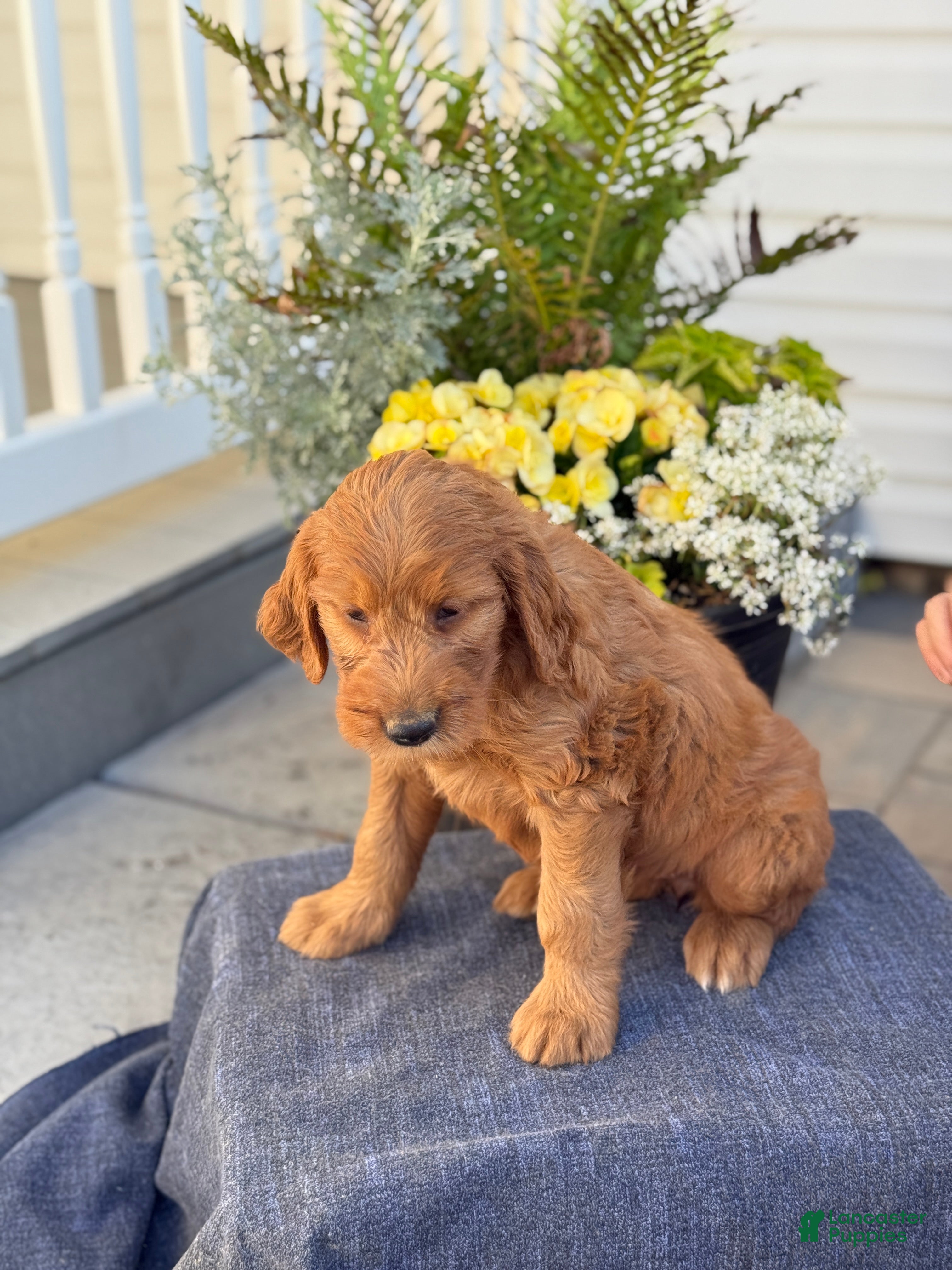Goldendoodle dogs Teagan - Ad 2