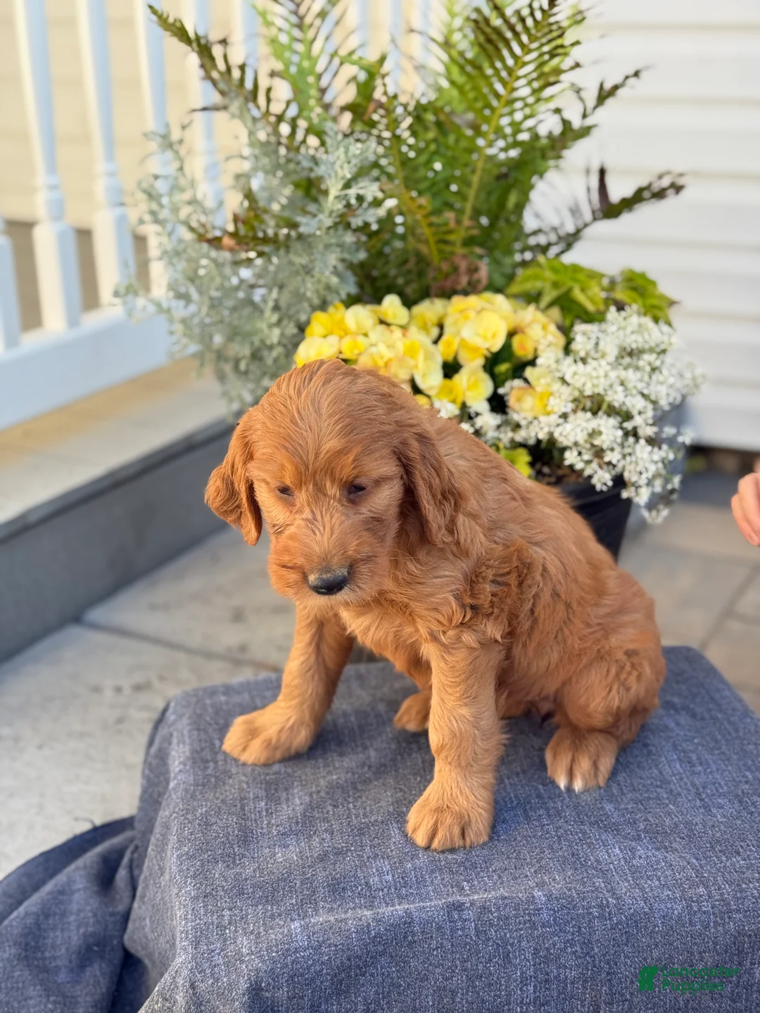 Goldendoodle dogs for sale: Teagan - Ad 2