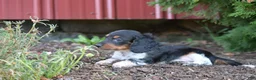 Miniature Dachshund dogs for sale: Buster  - Ad 8