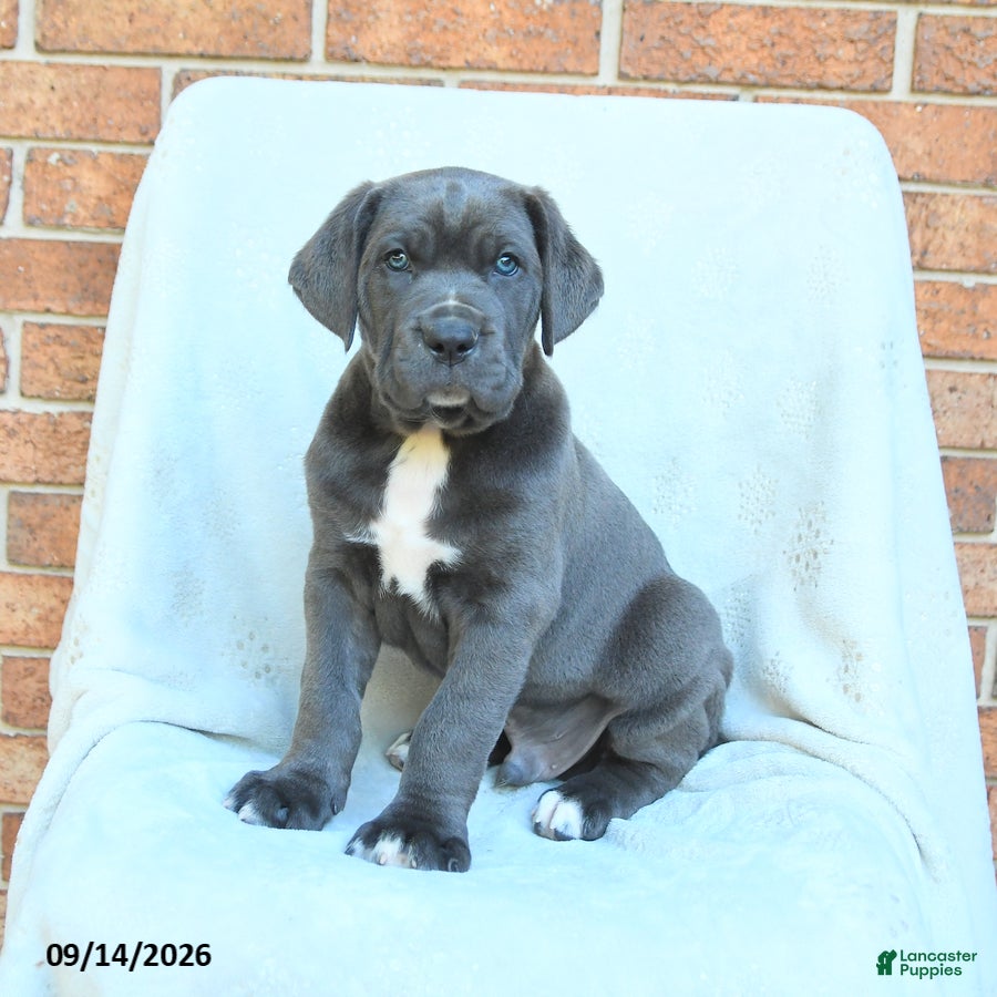 Cane Corso dogs Dexter - Ad 1