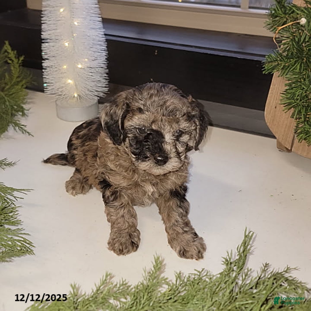 Mixed Breed dogs for sale: Roxi - Ad 2