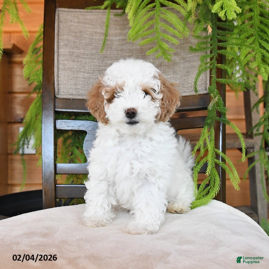 Maltipoo dogs Fluffy Jem - Ad 2