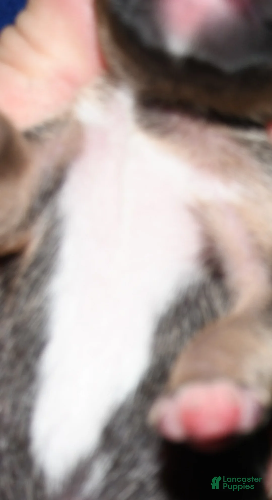 Rat Terrier dogs for sale: Monty - Ad 2