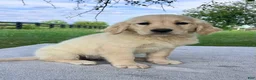 Golden Retriever dogs for sale: Gabby - Ad 3