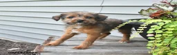 Jackapoo dogs for sale: SPECIAL NEEDS Janet - Ad 10