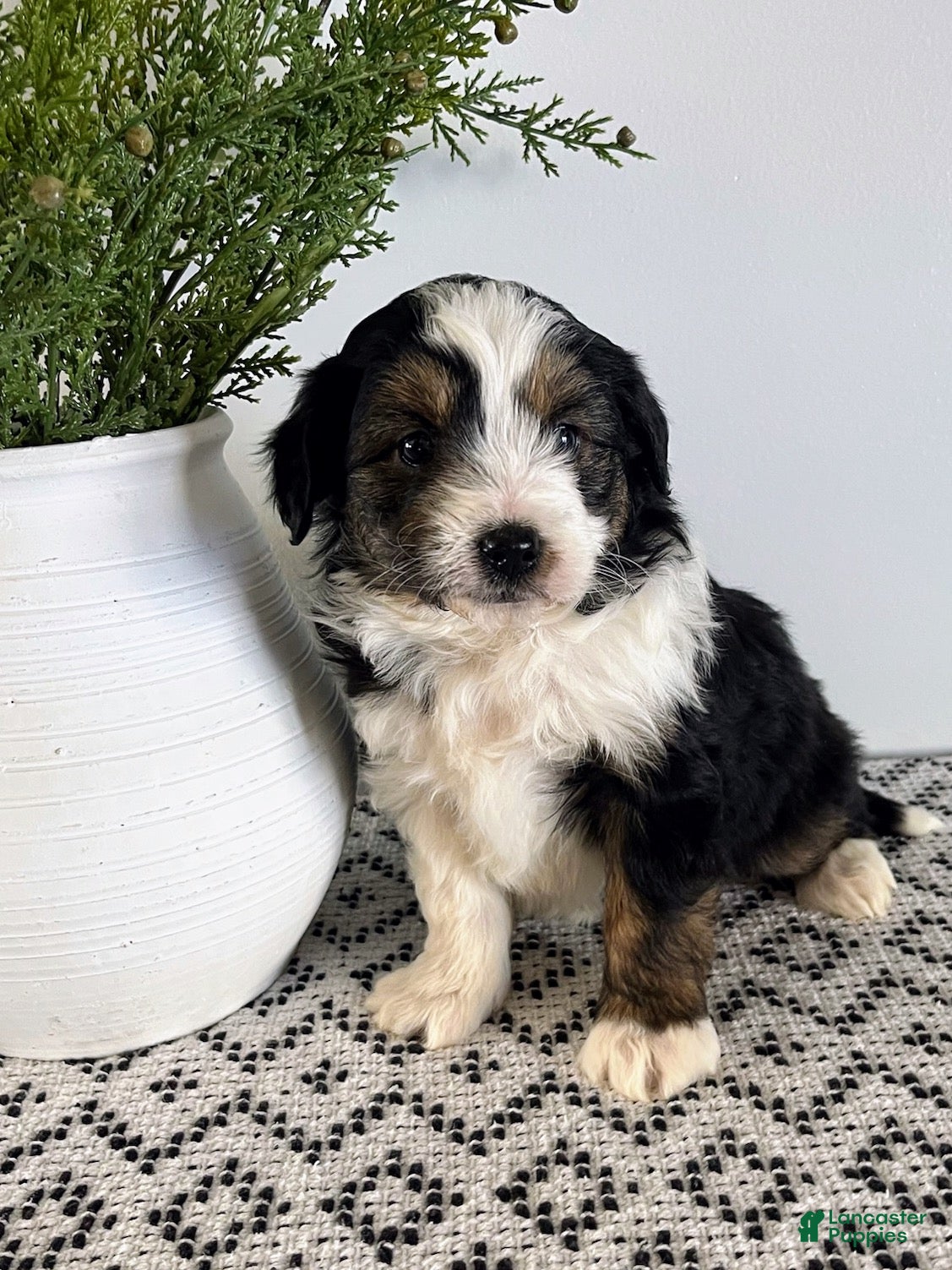 Mini Aussiedoodle dogs Tucker - Ad 24