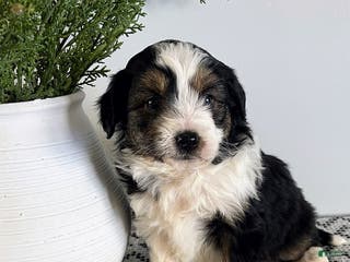 Mini Aussiedoodle dogs Tucker - Ad 24